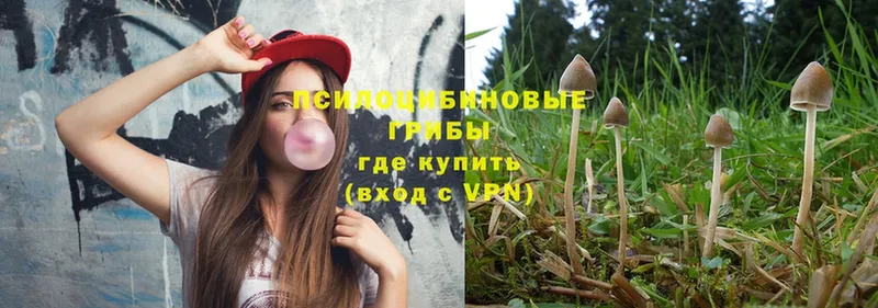 купить   Лянтор  Псилоцибиновые грибы Psilocybe 